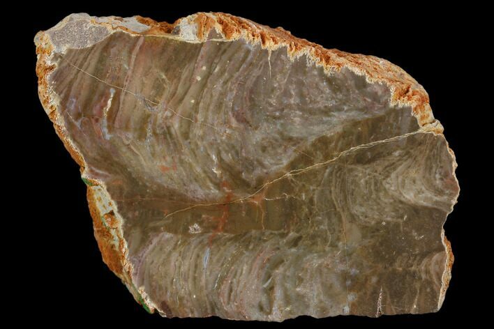 Polished Stromatolite (Inzeria) Section -Alice Springs, Australia #129172